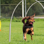 Hoopers ook bij HondPlus