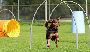 Hoopers ook bij HondPlus