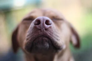 hondplus-nl-052-labrador-retriever-puppy-snuit