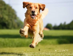 hondplus-nl-053-golden-retriever-rennen-gras
