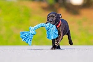 hondplus-nl-054-staffordshire-bull-terrier-puppy-flostouw