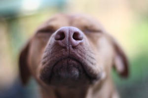 iStock_000006041117_web72